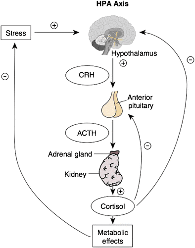 A clinical diagram illustrating the Hypothalamic-Pituitary-Adrenal (HPA) axis, showing the cascade of hormones (CRH, ACTH, and Cortisol) that govern the human stress response
