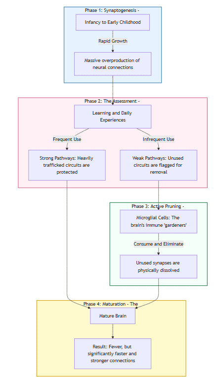 Synaptic pruning process