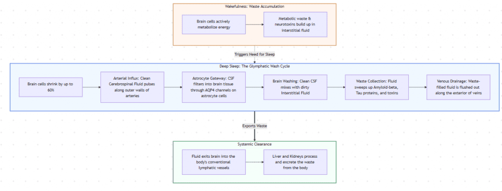 Diagram of the brain's glymphatic system showing cerebrospinal fluid flushing neurotoxins during sleep.