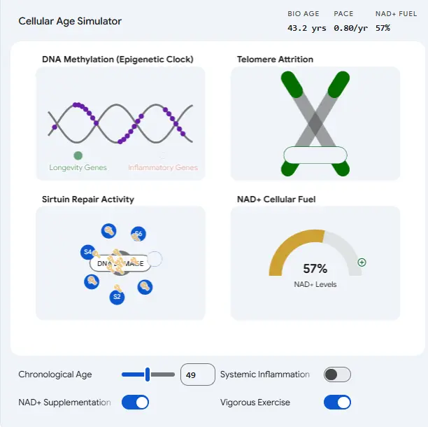 cellular age simulation - executive protocols for healthspan